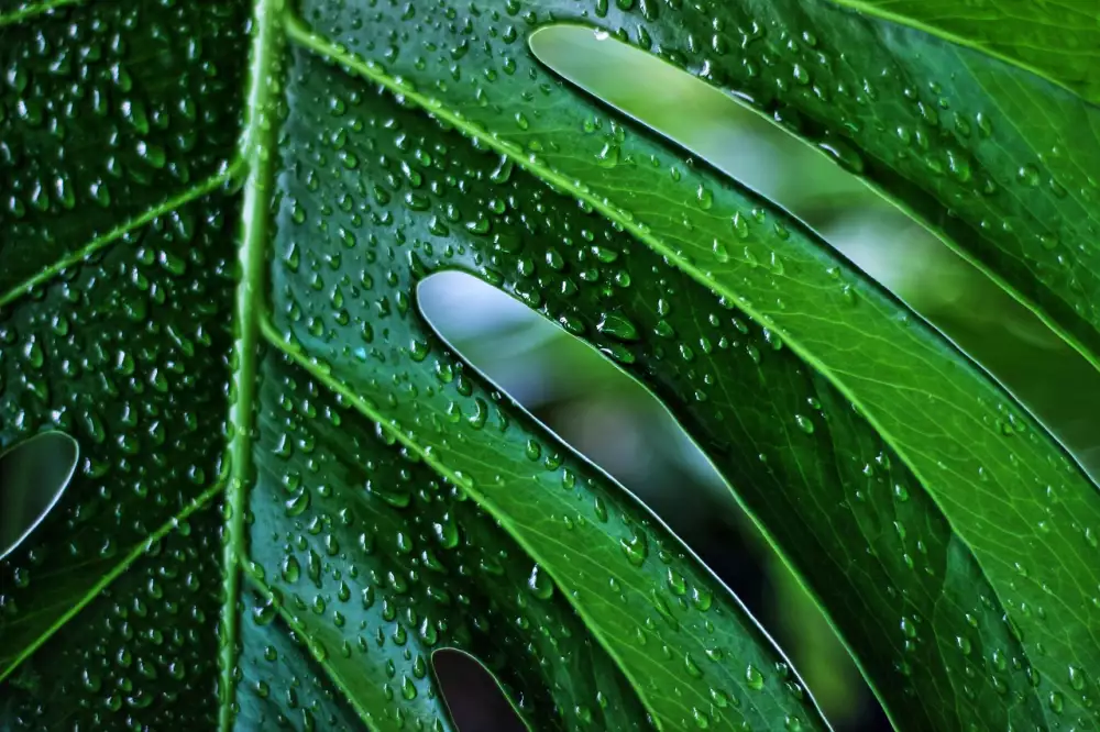 Monstera Vzdušné Kořeny