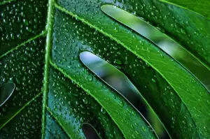 Monstera Vzdušné Kořeny